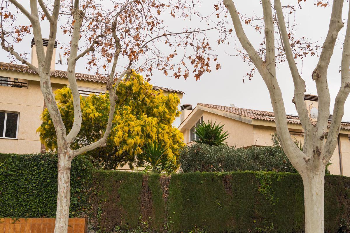 Se acerca la primavera y los propietarios de jardines y fincas deben empezar a vigilar que sus árboles y arbustos respeten las normativas vigentes.