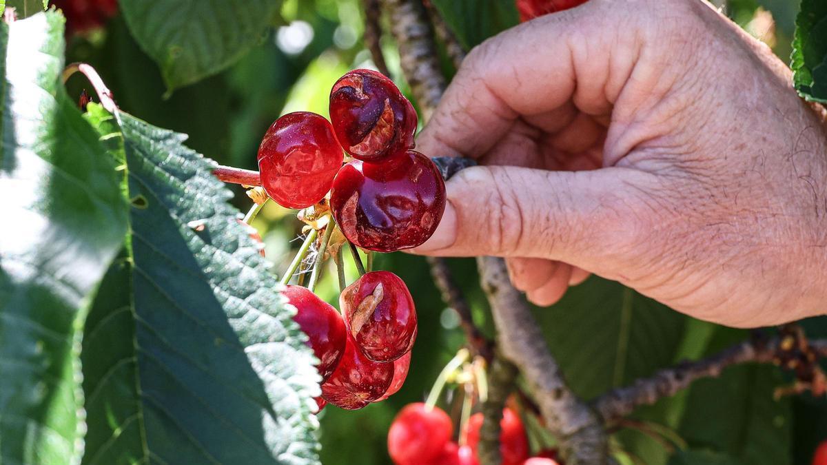 Cerezas dañadas por fenómenops meterorológicos.
