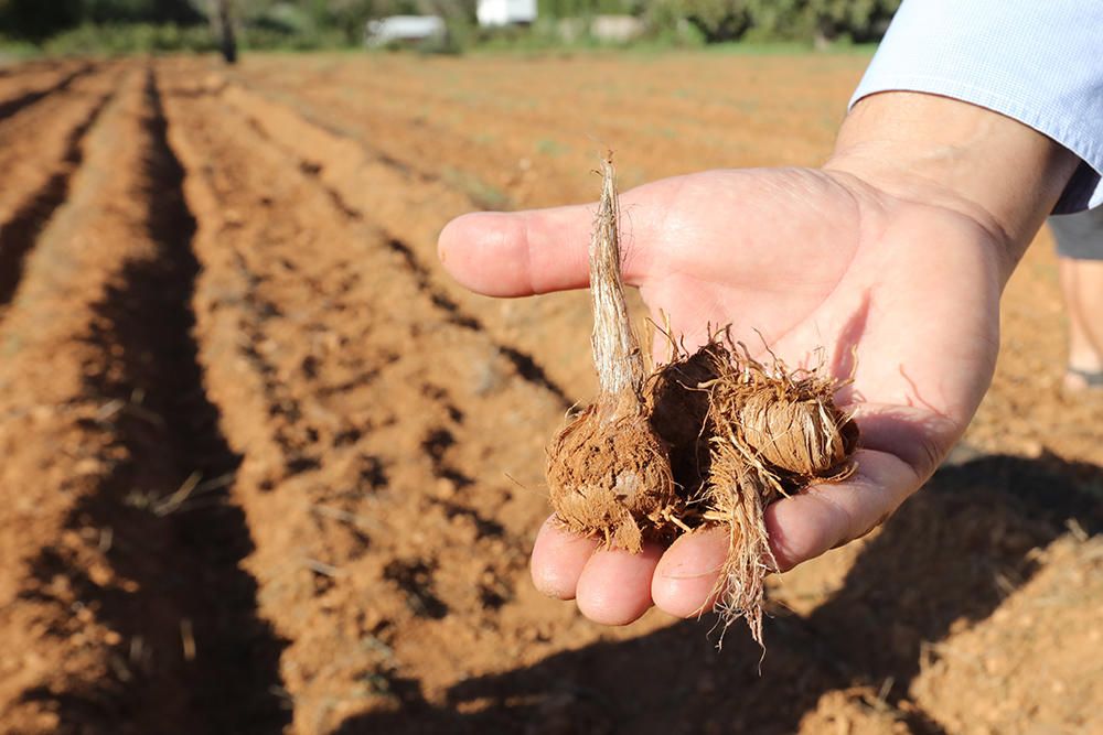 Cultivo del azafrán en Ibiza
