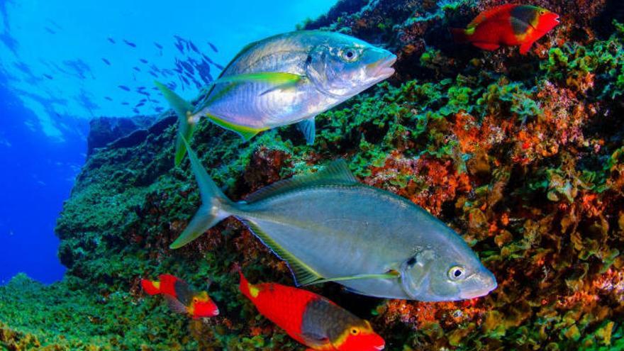 Un tesoro bajo las aguas del Atlántico