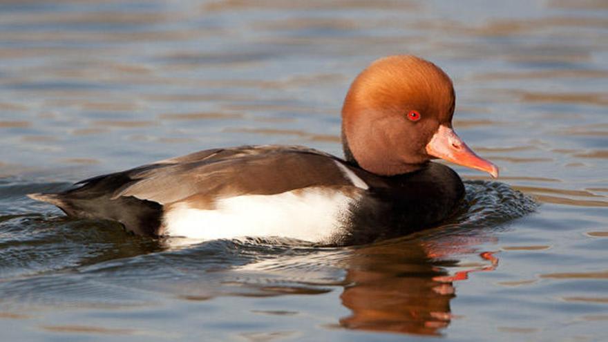 El GOB denuncia la muerte a tiros de dos ejemplares de pato colorado en Maristany