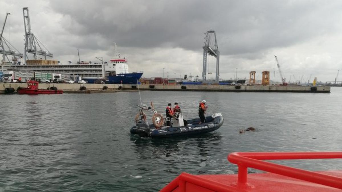 Rescatat del mar un vedell que havia fugit al port de Tarragona