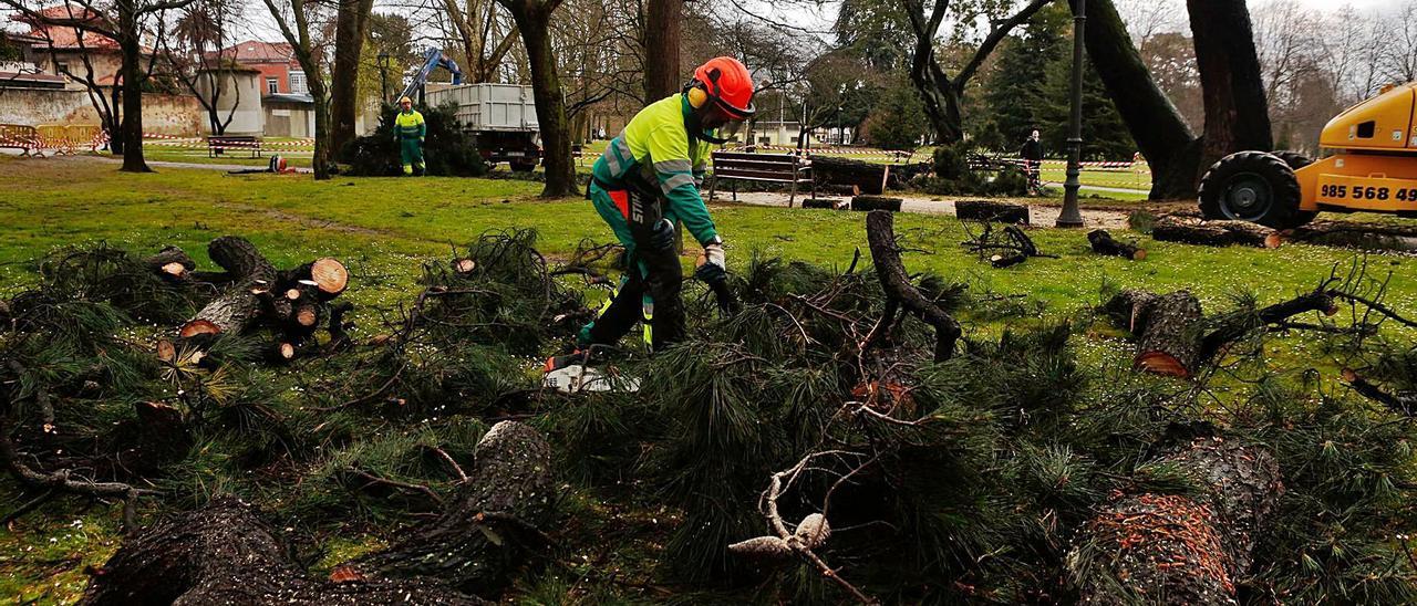 Una pasada tala en el parque de Ferrera motivada por los daños que causó un temporal. | Mara Villamuza