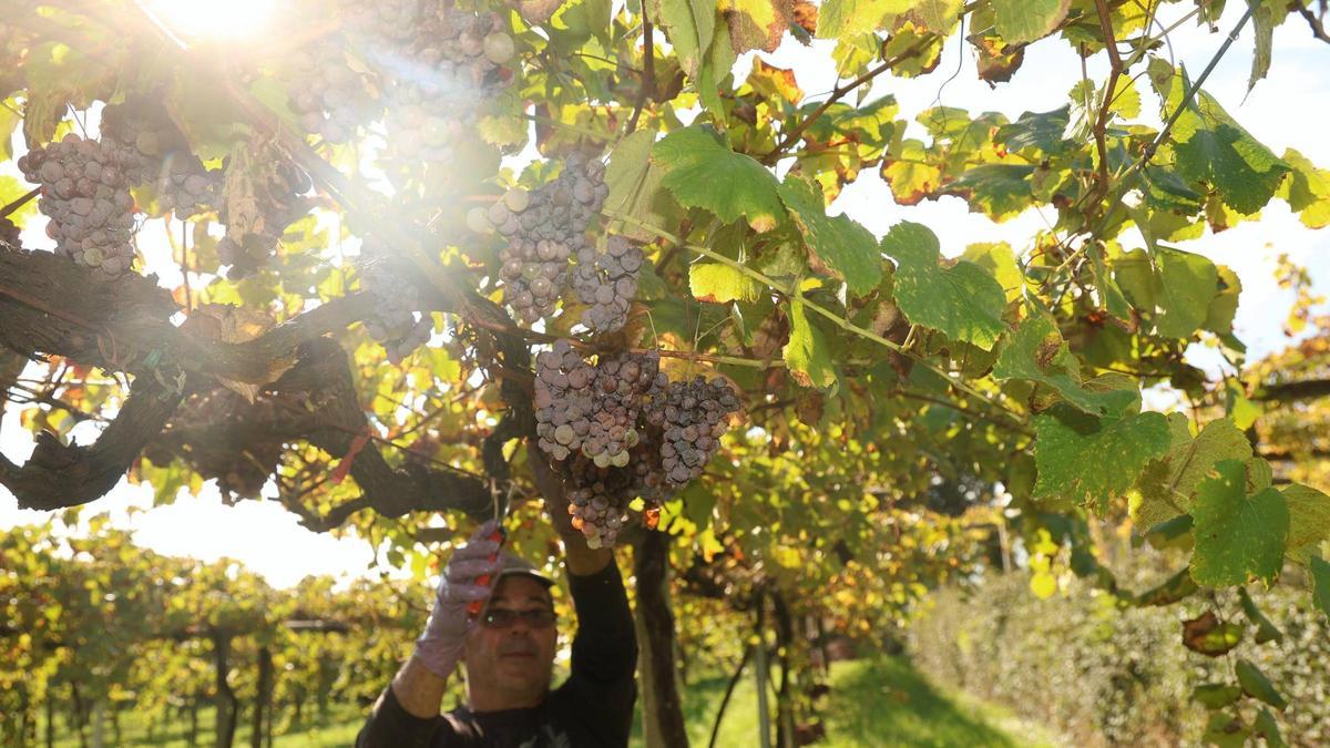 La vendimia tardía de labodega Martín Códax, ayer.