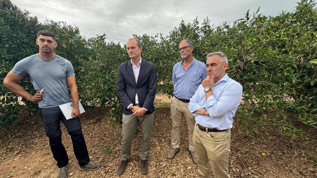 Barrachina, acompañado de cargos de Agricultura y de Agroseguro, visitó un campo afectado de Burriana.