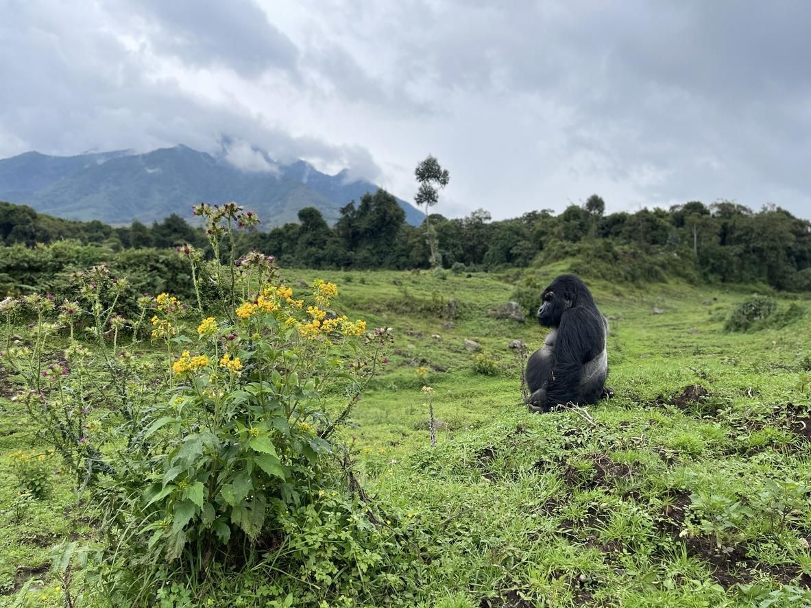Gorila espalda plateada con el Volcán Sabyinyo en el fondo, Ruanda