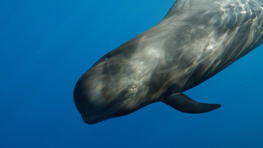 La vida de la calderón tropical Nika alerta de la mala gestión ambiental de Tenerife