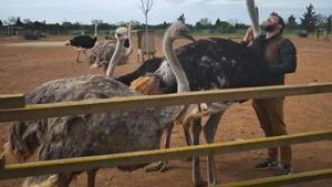 Avestruces, de la sabana a la isla.