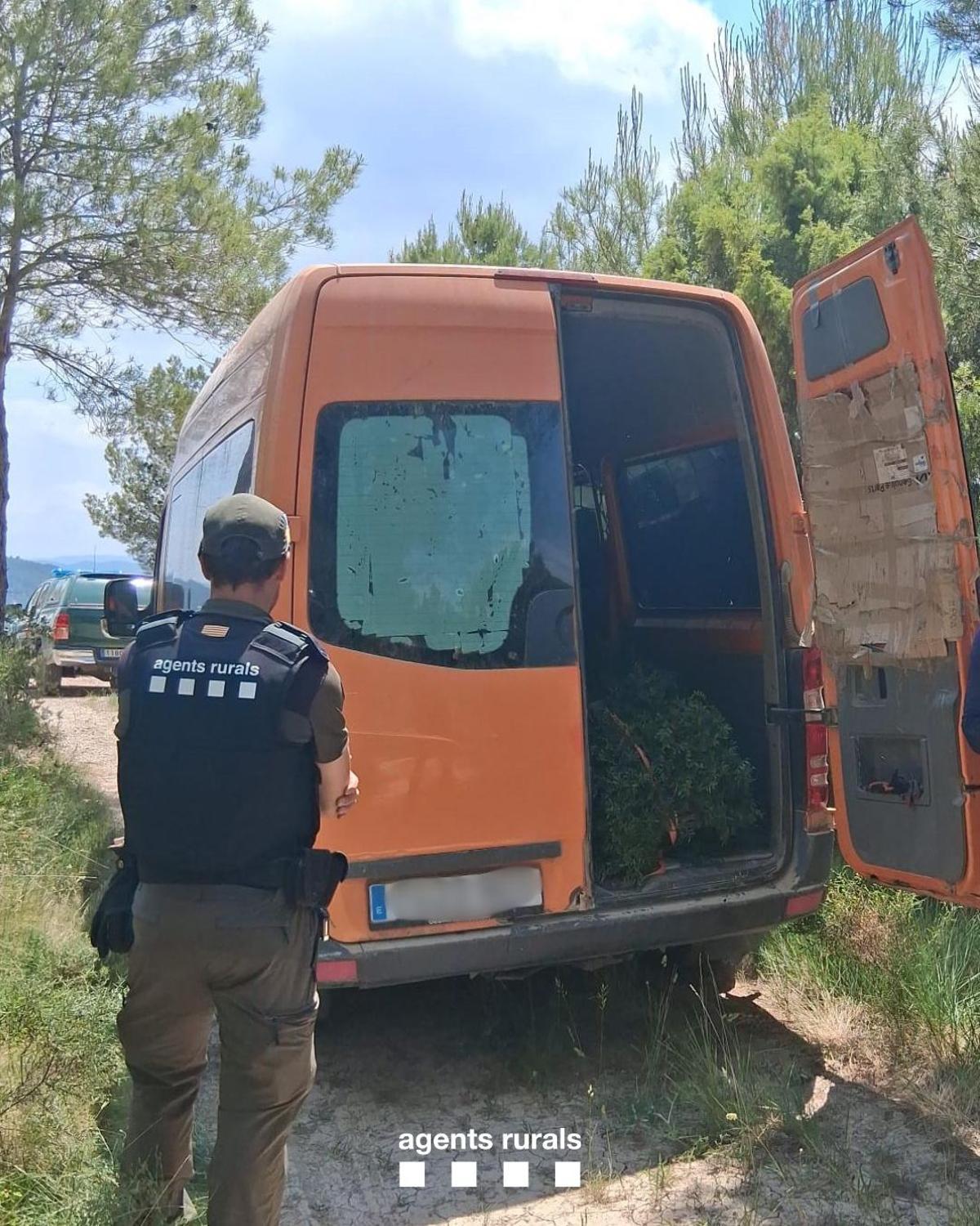 El llentiscle encara dins de la furgoneta dels qui el recollien il·legalment