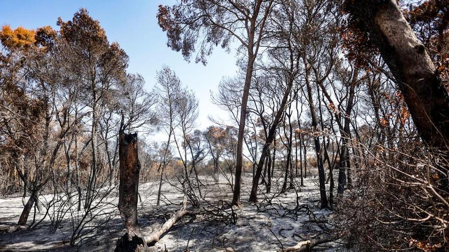 L’incendi del Saler es considera “extingit” després de 14 dies