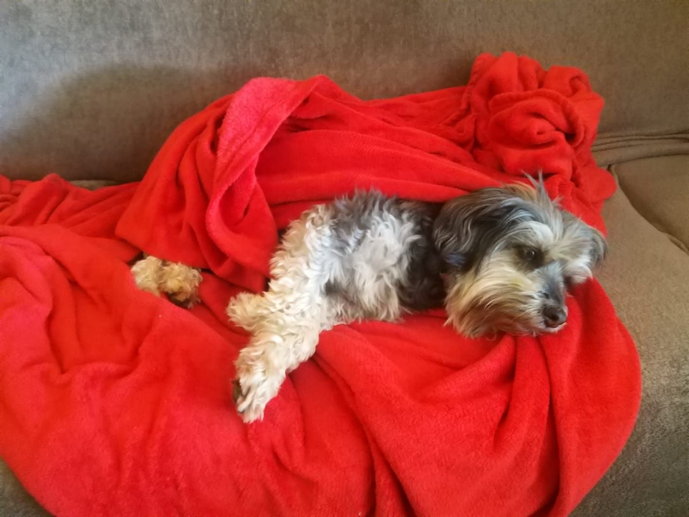 Desaparición de perro Una desesperada vecina de Redondela ofrece