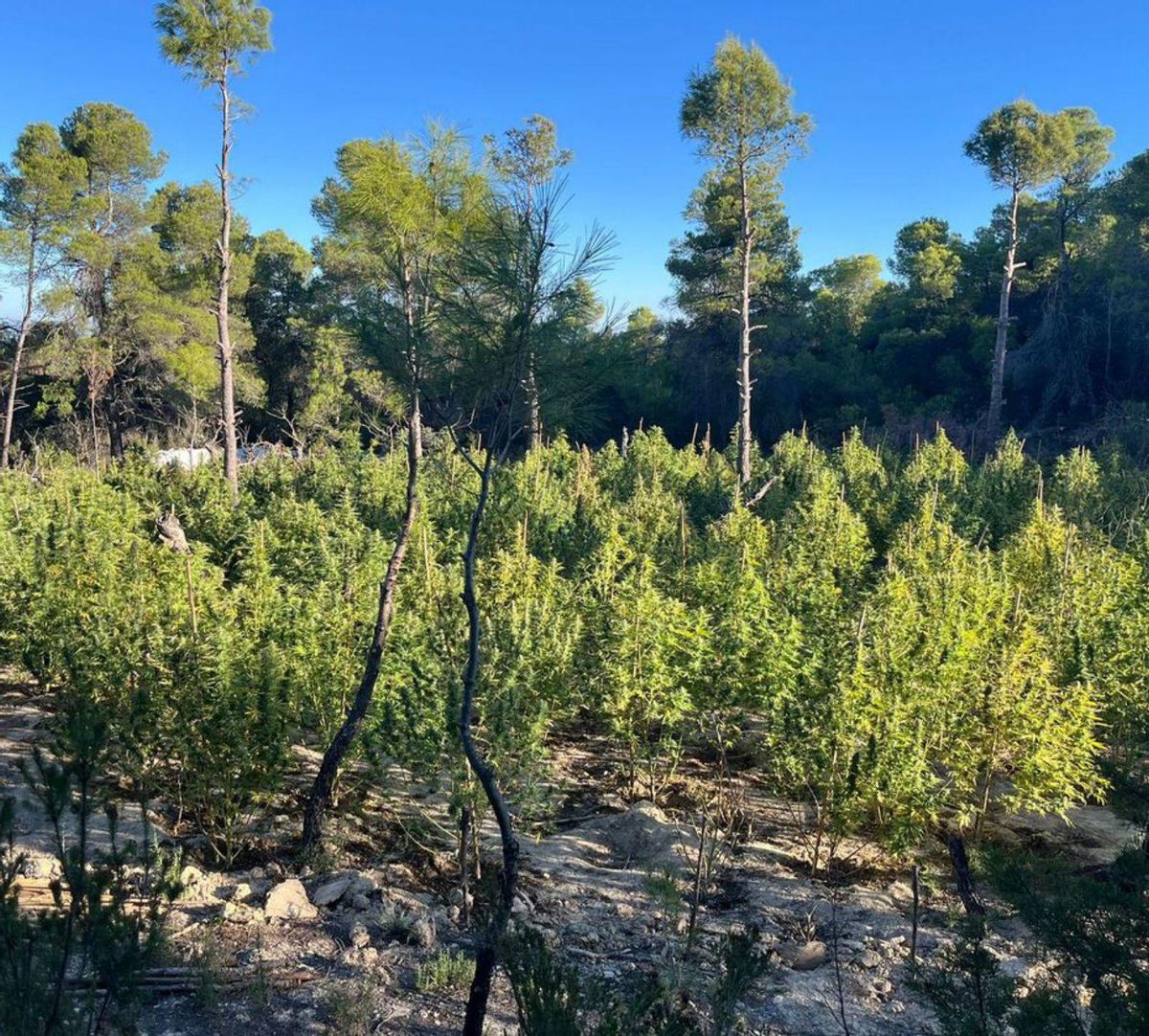 Els narcos tripliquen la producció de marihuana