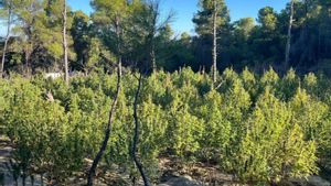 Els narcos tripliquen la producció de marihuana