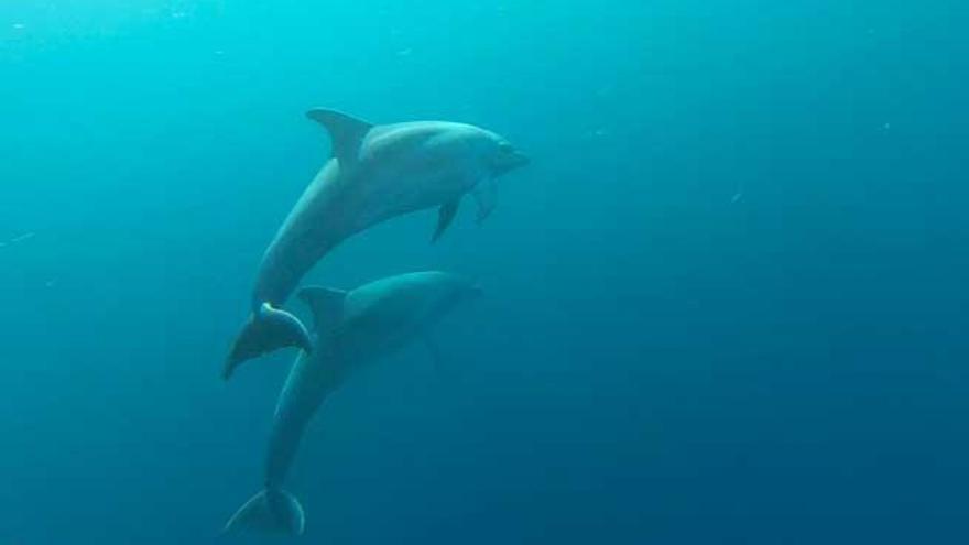 Dos ejemplares de delfín mular en la costa sur de Ibiza.