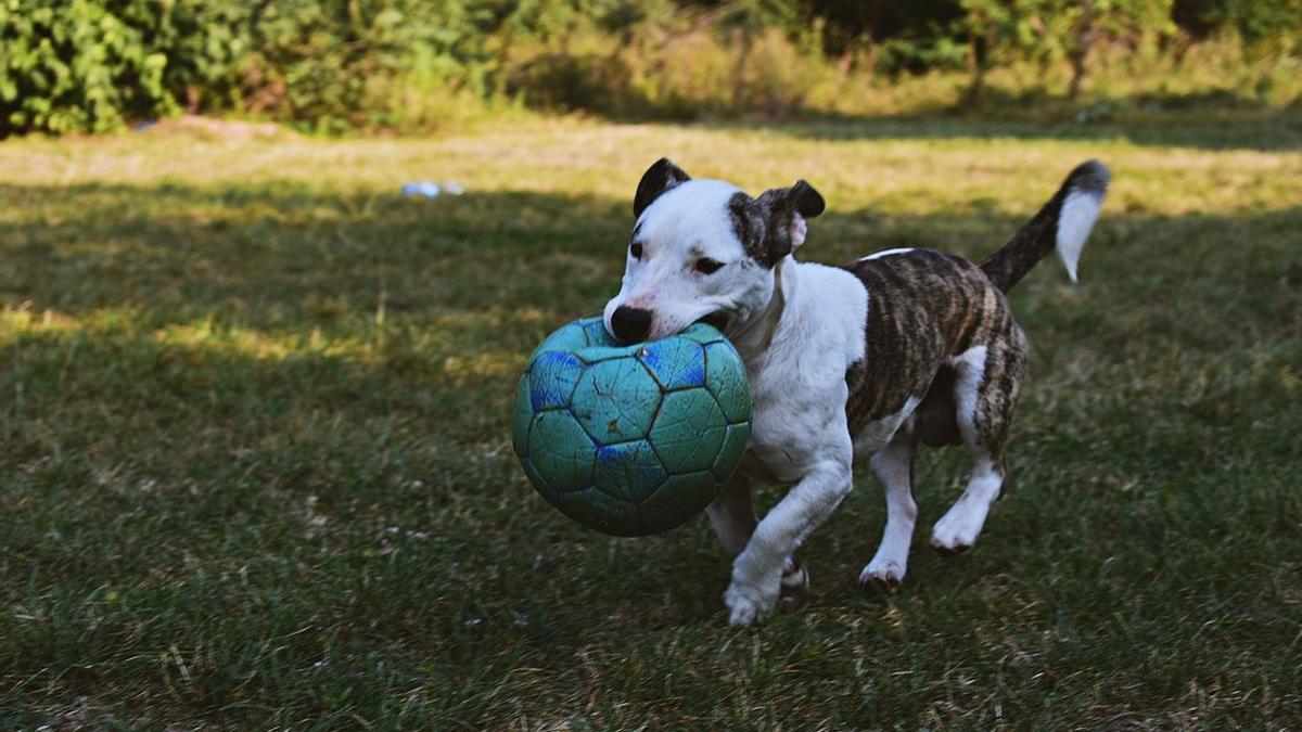 ¿Por qué tu perro te recibe con un objeto en la boca? Descubre las razones de este comportamiento