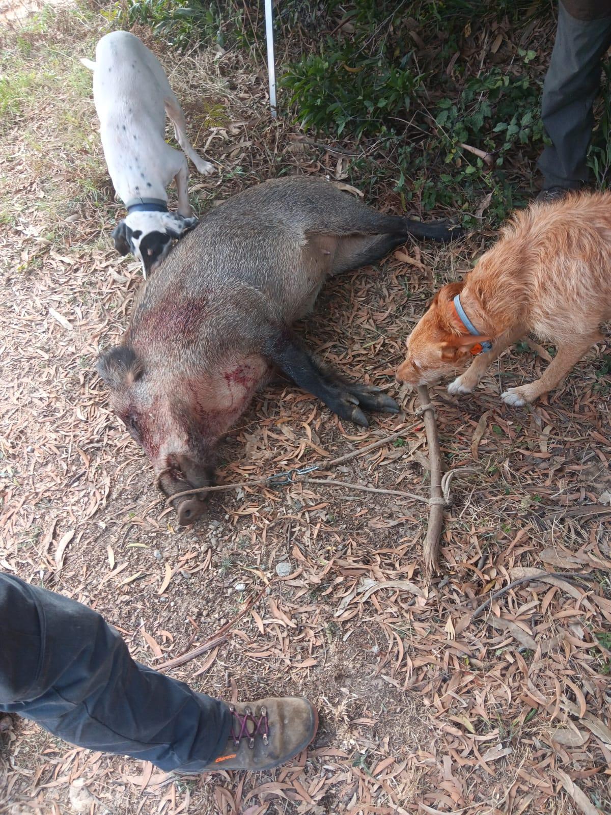 Un jabalí abatido por la Sociedade Deportiva de Cazadores de Cangas 2001 durante la actual campaña de caza mayor.