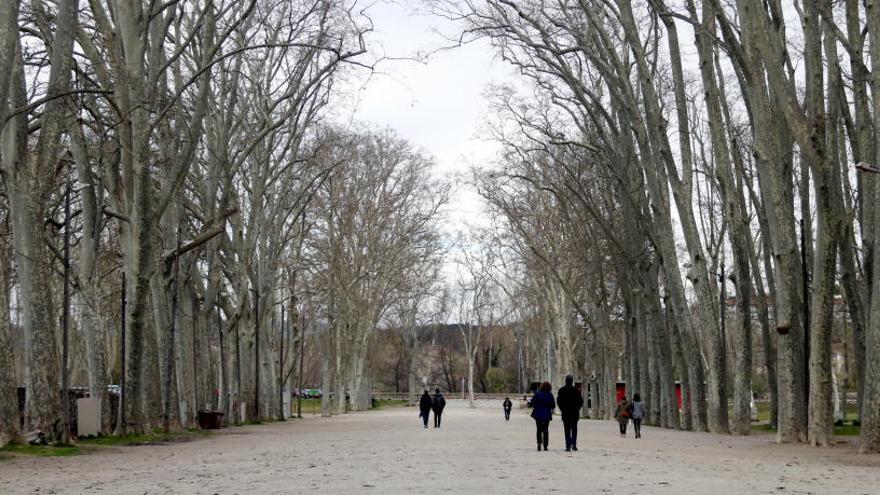 La Devesa, un «geriàtric» de plàtans