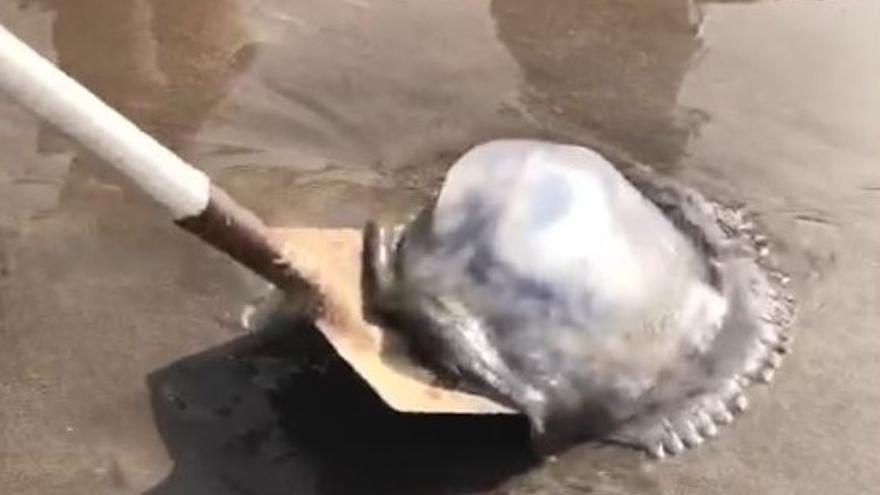 Una aguaviva gigante sorprende a los bañistas en San Agustín