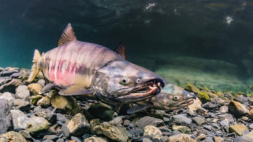 El cambio climático provoca una explosión de salmones en el Ártico