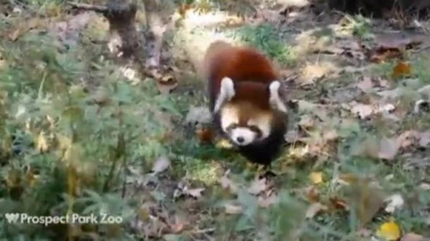 Dos crías de panda rojo conquistan el Zoo de Brooklyn