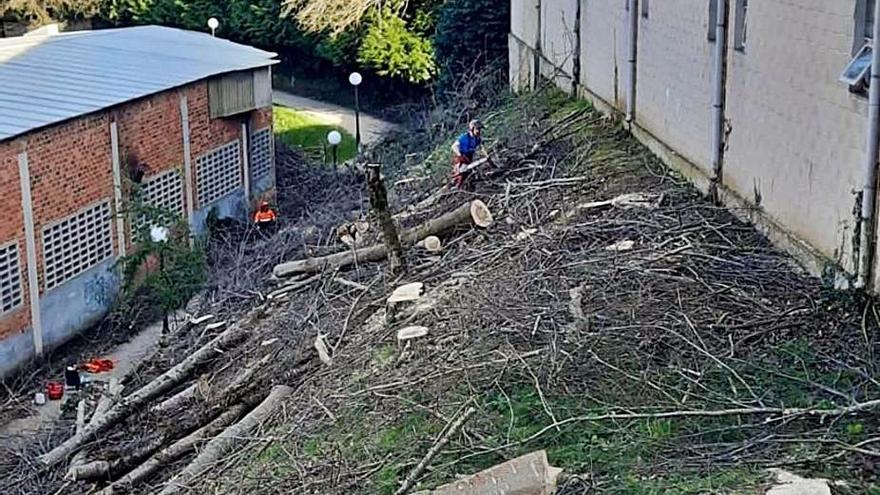 La tala se localiza en un talud entre el pabellón y el Pontiñas.