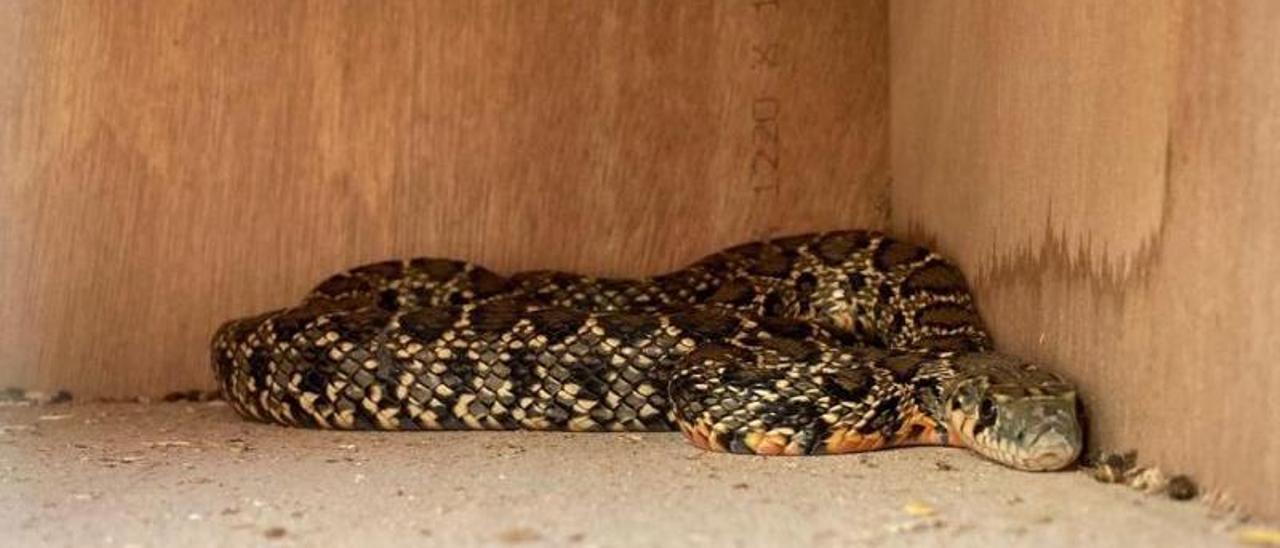 Imagen de una serpiente capturada ayer en una trampa en ca na Palava | M.C.MOLINA