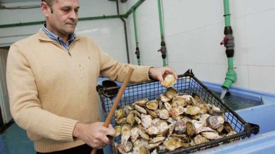 Santa Pola ha empezado a sacar a la venta las primeras ostras de la temporada.