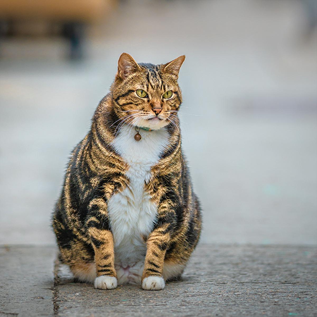 Un gato con sobrepeso