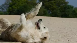 Este cachorro golden retriever muerde sin querer a su dueña y su reacción se vuelve viral