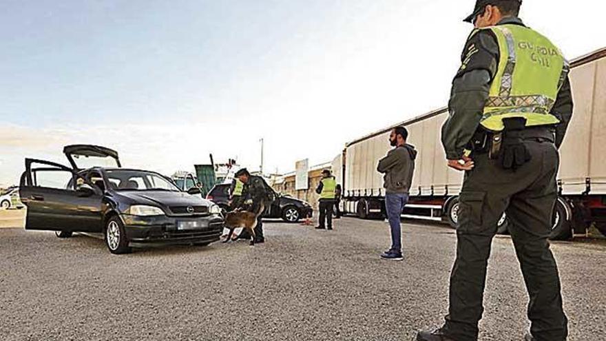 Perros adiestrados de la Guardia Civil durante un registro.