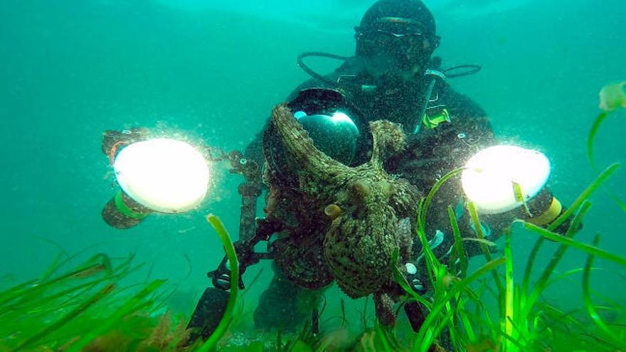 El pulpo de la Ría de Vigo que quiso 'chupar' cámara