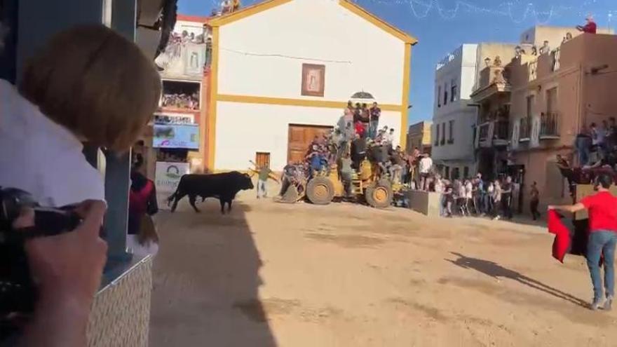 Así ha sido la salida del deslumbrante morlaco de 740 kilos que ha salido al ruedo este sábado en la Vall d'Uixó.