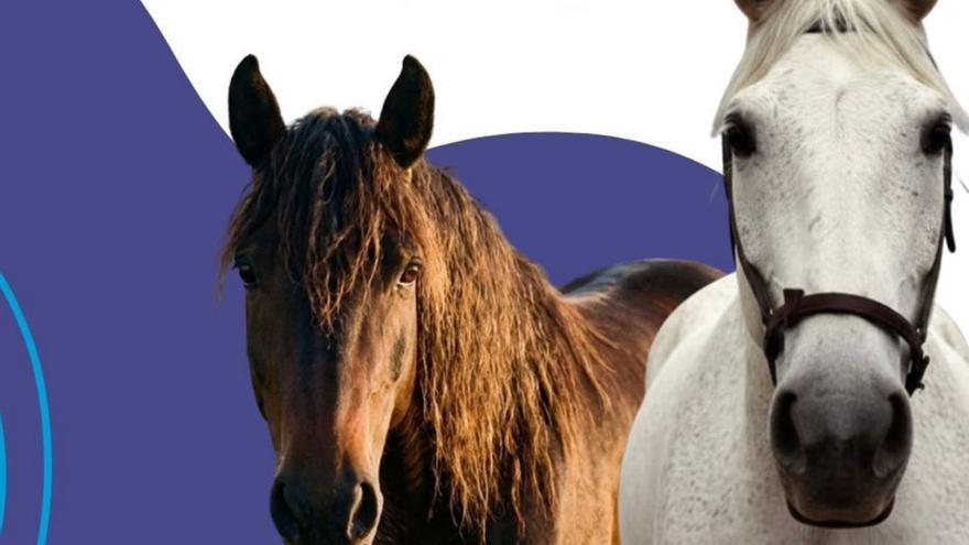 Los dos caballos, en una imagen aportada por el Refugio. |  FdV