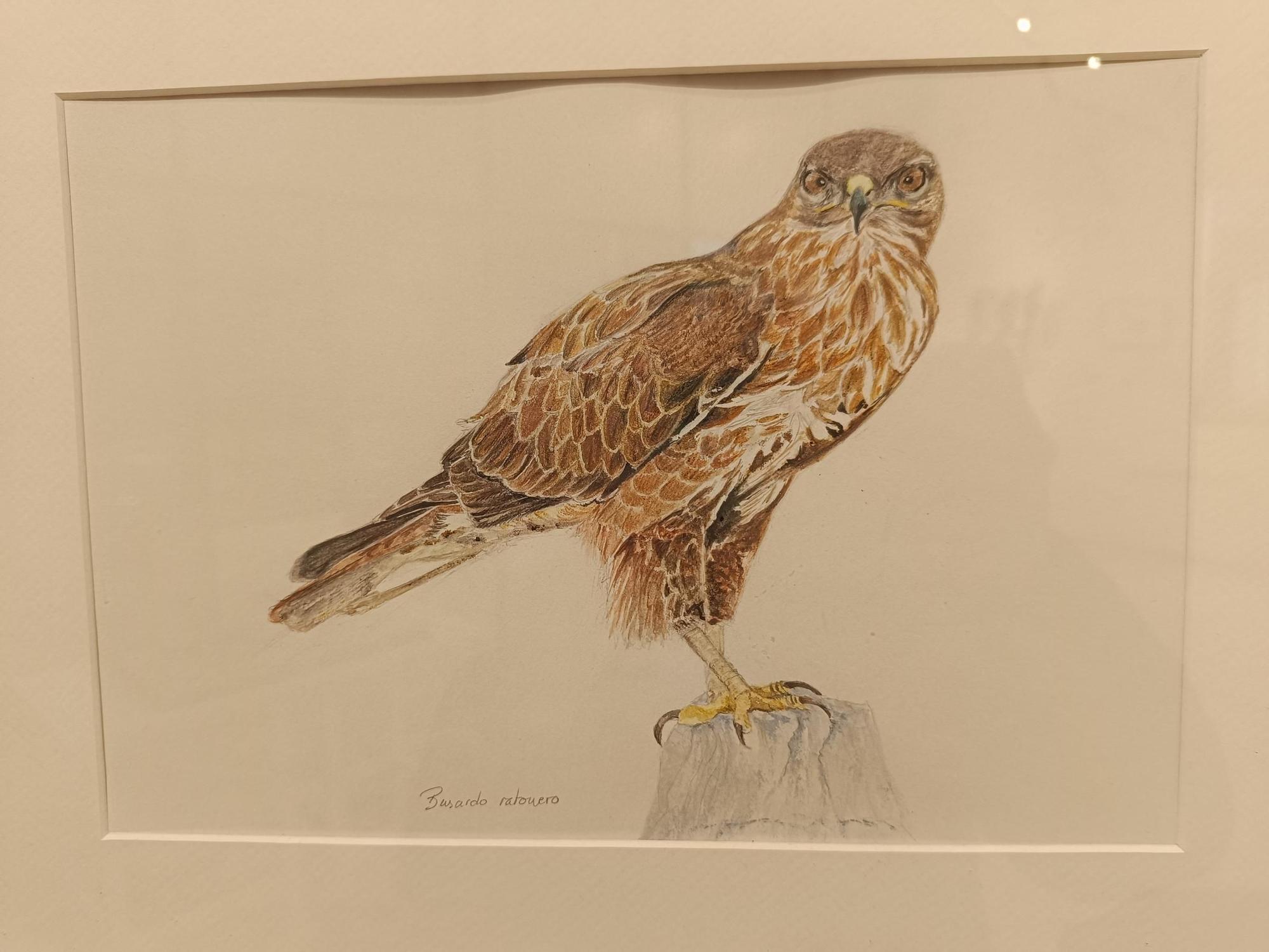 "Aves de tu entorno", la exposición de Isabel González en Posada de Llanera