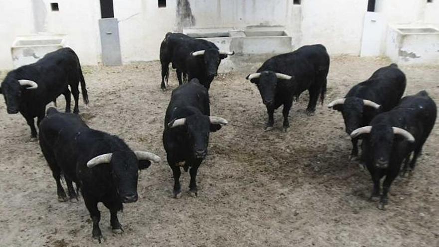 Ganado de Valdefresno y de Hermanos Fraile Mazas anunciado para hoy.