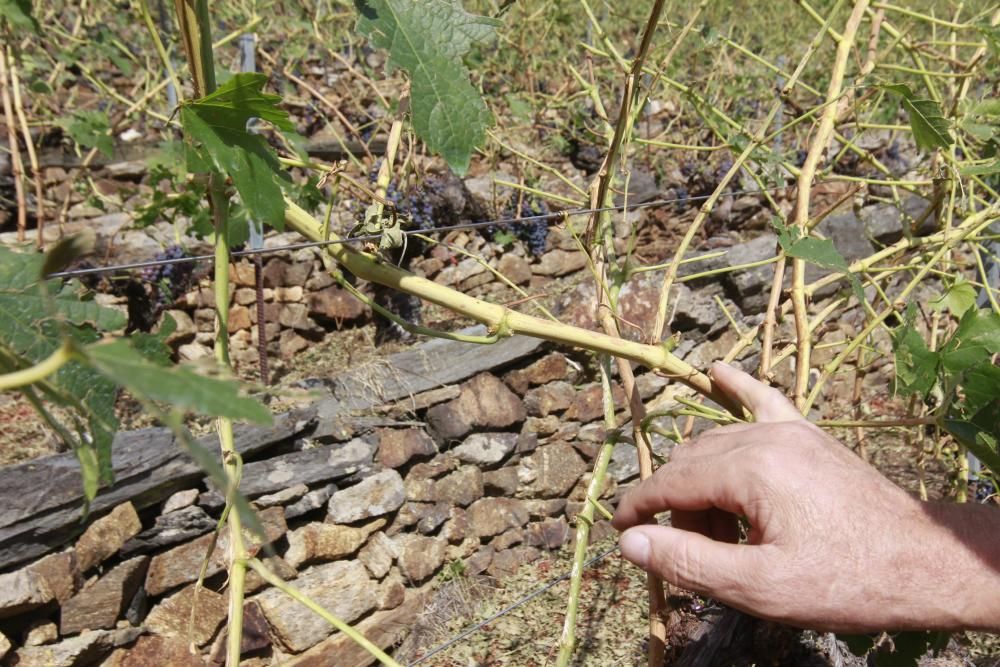 La Ribeira Sacra intenta salvar las cepas