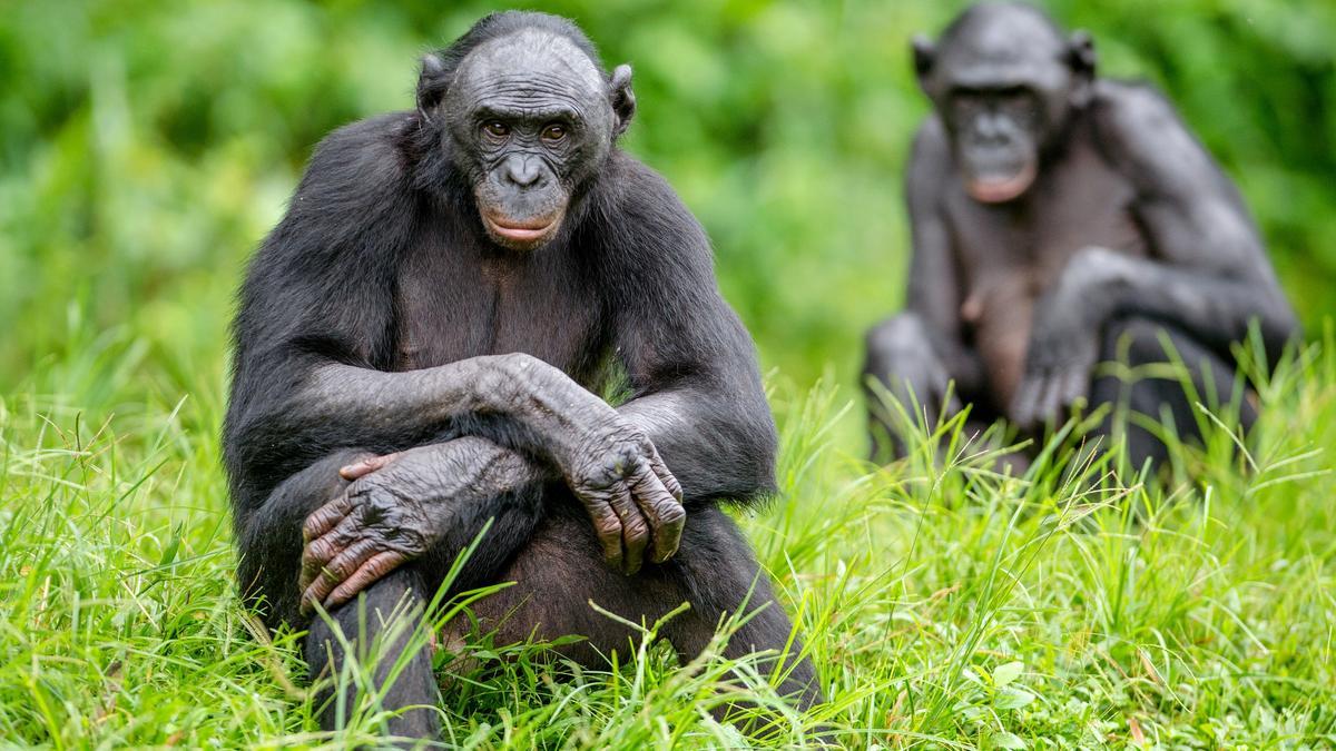 Los bonobos, los simios que enseñaron al hombre a convivir