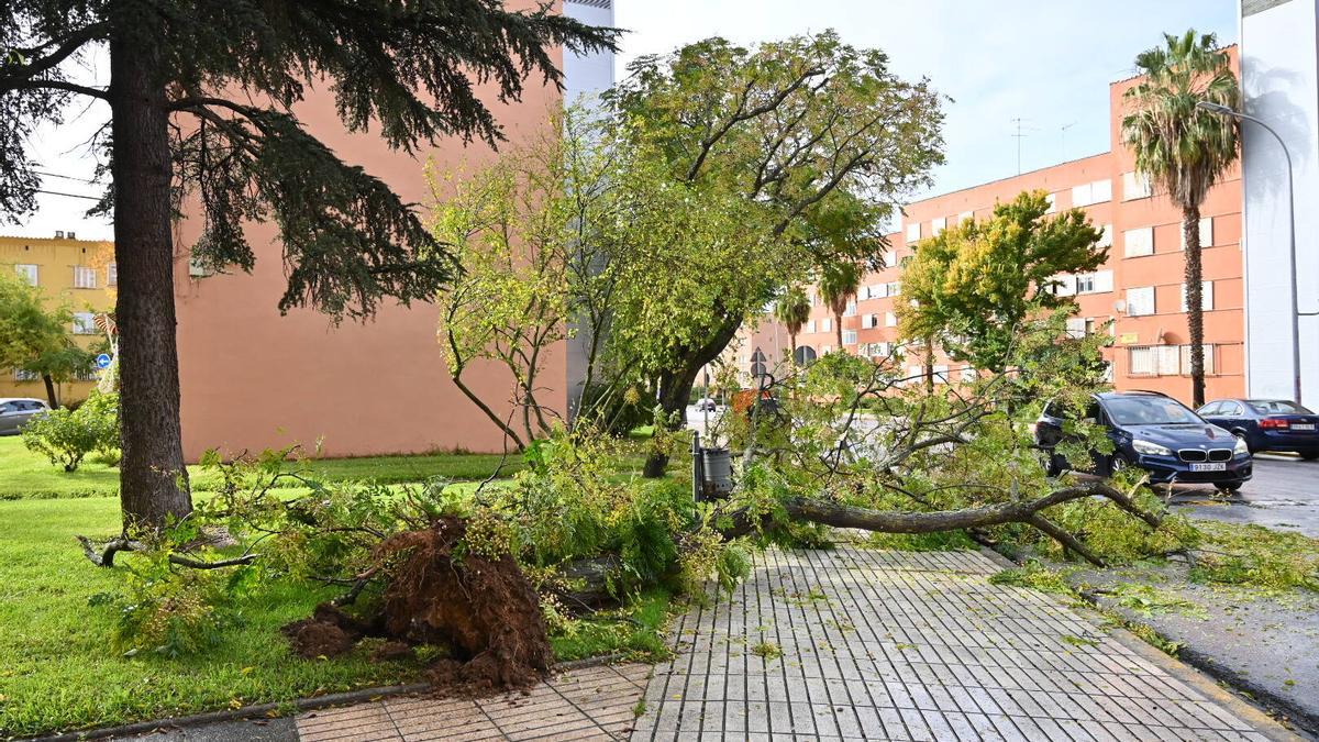 Un árbol cae sobre la calzada de la avenida del Perú de Badajoz por la borrasca Claudia.