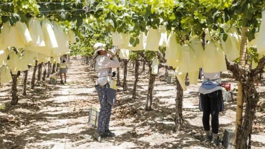 La uva de mesa cae esta campaña a los 52 millones de kilos por un hongo y la falta de agua