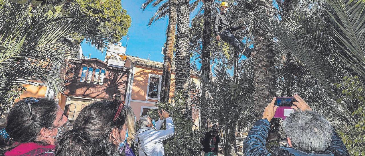 El Huerto de San Plácido, uno de los principales referentes turísticos del Palmeral de Elche.