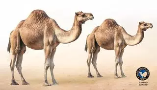 Infografía: Camello canario