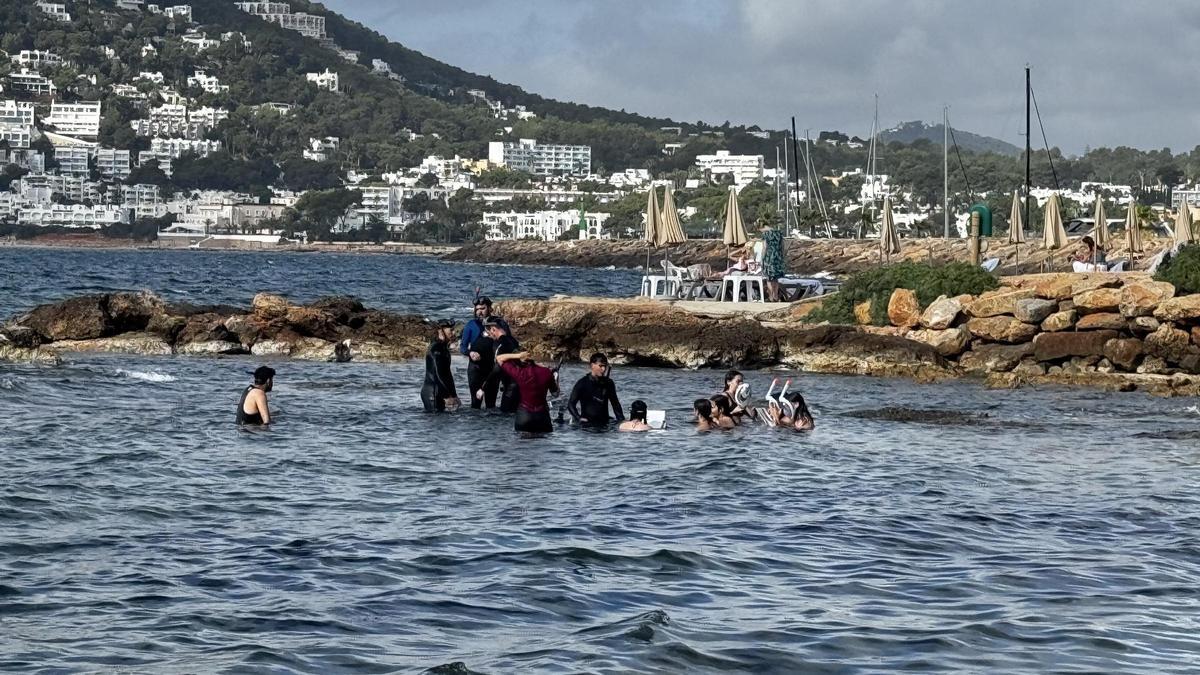 Galería: Ibiza convierte sus playas en un laboratorio al aire libre para enseñar a conservar el mar