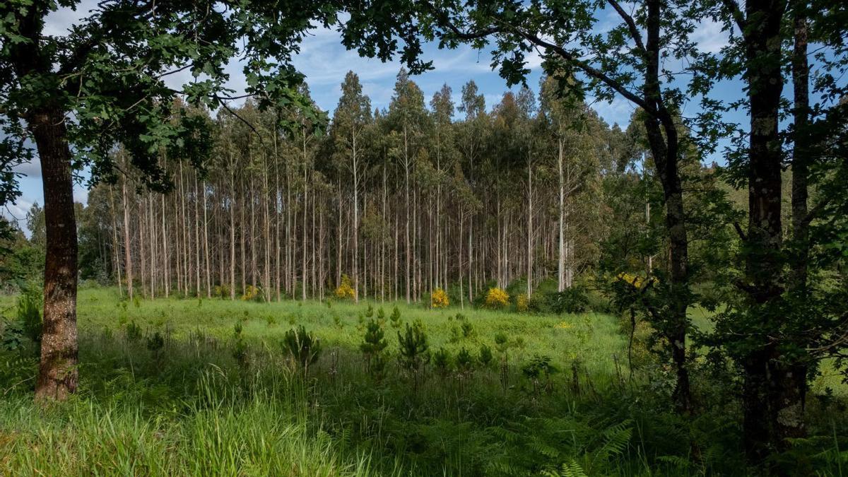 Unha plantación de eucaliptos, coma as que podemos ver ao longo da contorna galega