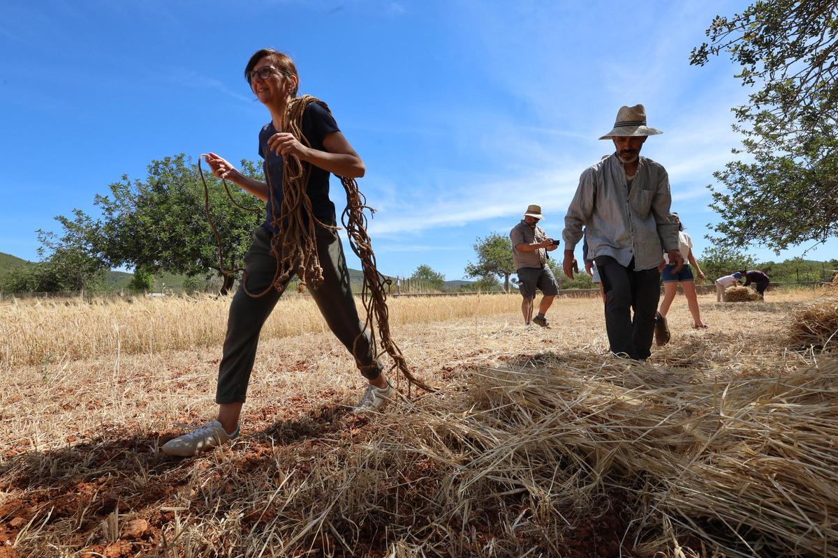 Galería: imágenes de las jornadas ‘De l’era al paller’ en Sant Carles Galería: imágenes de las jornadas ‘De l’era al paller’ en Sant Carles