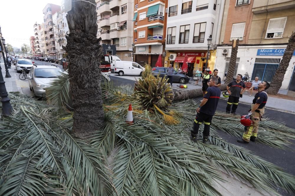 Una palmera se desploma en el Cabanyal