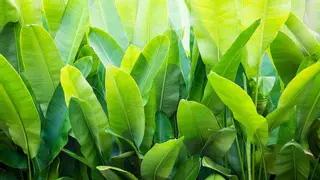 La planta tropical más cultivada del mundo que también puedes tener en tu hogar