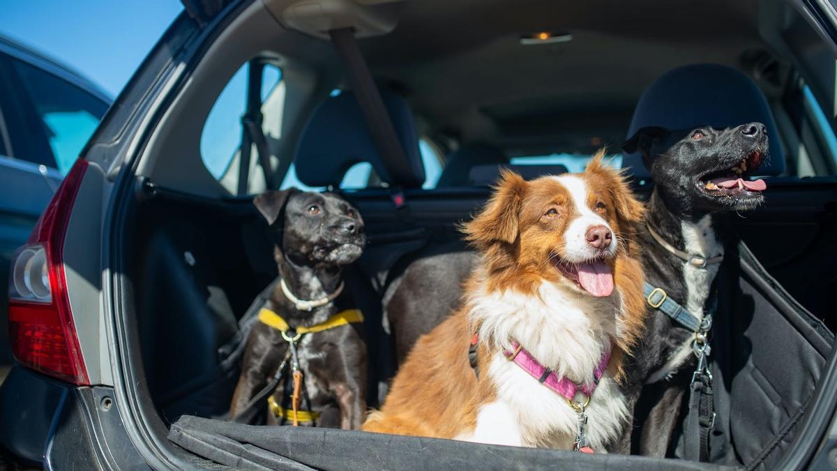 Perros en el maletero de un coche