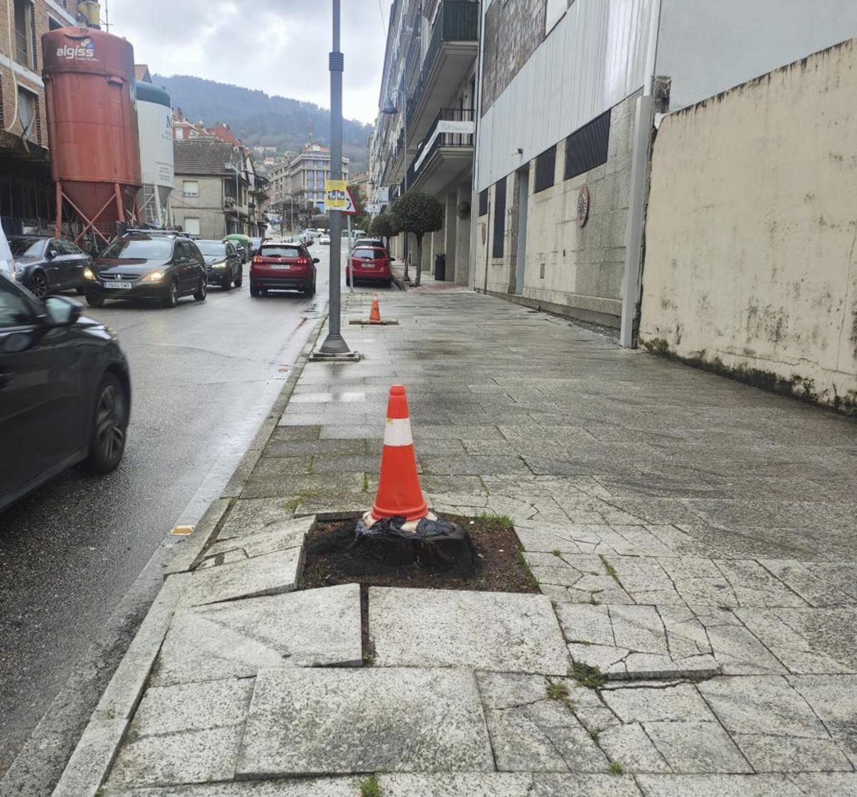 Moaña retira las acacias ornamentales para apostar por árboles autóctonos | S.A.