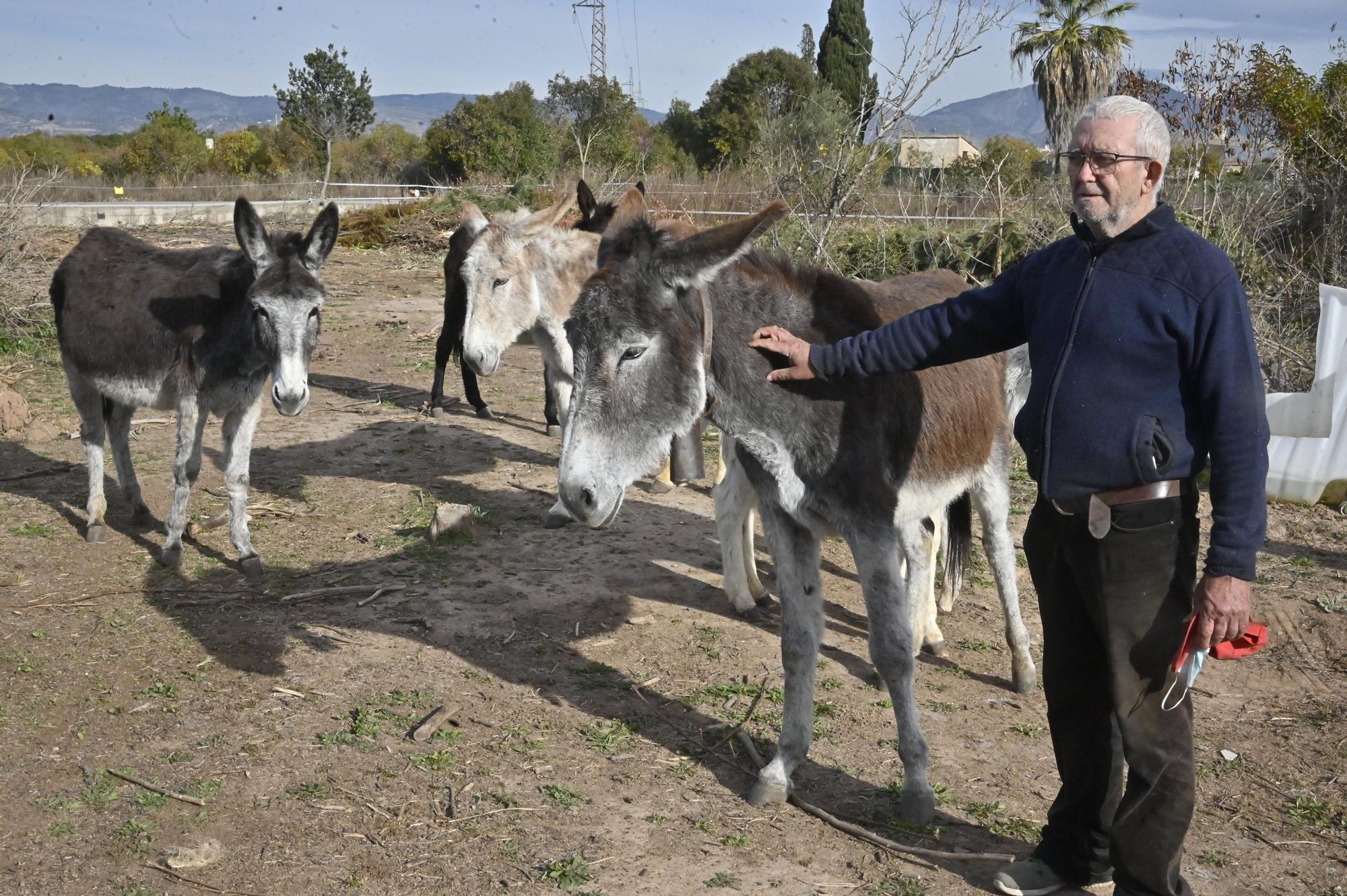 La nueva vida de los burros del Desert de les Palmes, en imágenes