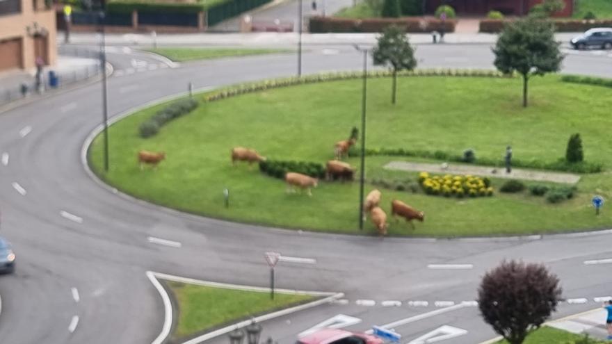 Insólita imagen en pleno casco urbano de Oviedo: unas vacas se escapan y toman una rotonda para pastar